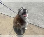 Small Siberian Husky