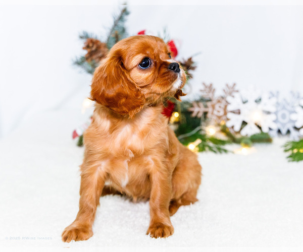 Medium Photo #58 Cavalier King Charles Spaniel Puppy For Sale in WAKARUSA, IN, USA