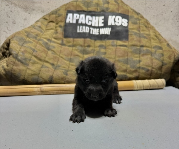 Medium Photo #1 Dutch Shepherd Dog Puppy For Sale in WATERTOWN, CT, USA