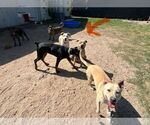 Small #5 American Pit Bull Terrier-Chinese Shar-Pei Mix