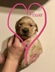 Small Photo #7 Golden Retriever Puppy For Sale in MESA, AZ, USA