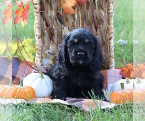Cocker Spaniel Puppy for sale in HERSHEY, PA, USA