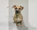 Small #1 Bulldog Mix