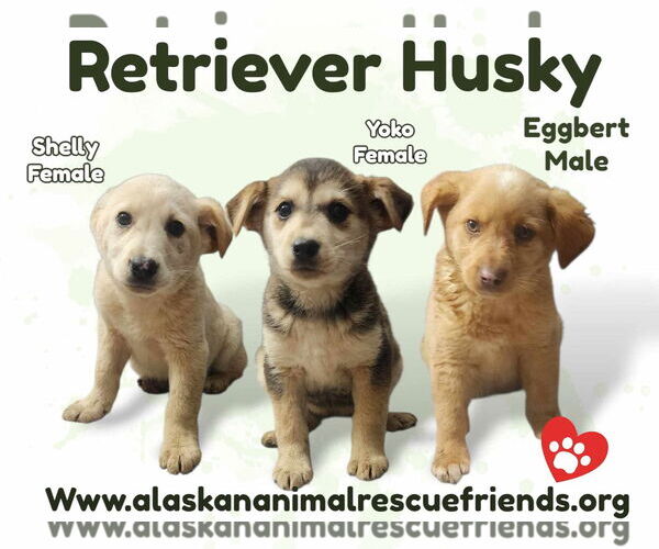 Medium Photo #1 Huskies -Labrador Retriever Mix Puppy For Sale in Anchorage, AK, USA