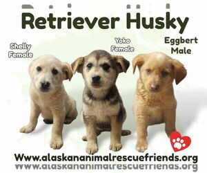 Huskies -Labrador Retriever Mix Dogs for adoption in Anchorage, AK, USA