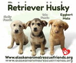 Small Huskies -Labrador Retriever Mix