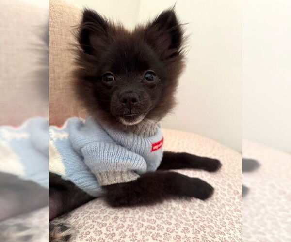 Medium Photo #4 Pomeranian Puppy For Sale in Wheaton, IL, USA