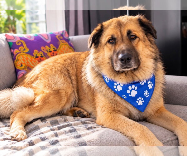 Medium Photo #2 Leonberger-Unknown Mix Puppy For Sale in Euless, TX, USA