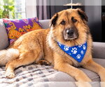 Small Photo #2 Leonberger-Unknown Mix Puppy For Sale in Euless, TX, USA