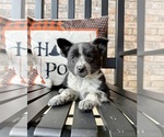 Small #4 Australian Cattle Dog-Border Collie Mix