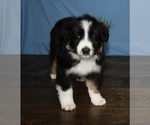 Small Photo #7 Miniature Australian Shepherd Puppy For Sale in WEST PLAINS, MO, USA