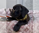 Small #2 Mutt