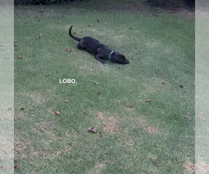 LOBO - Male German Shorthaired Lab Dog for Adoption - Photo #8