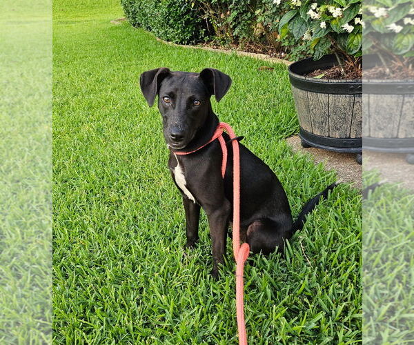Medium Photo #2 Labrador Retriever-Unknown Mix Puppy For Sale in Rockaway, NJ, USA