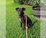 Small #1 Labrador Retriever Mix