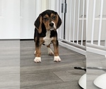 Small Photo #4 Beagle Puppy For Sale in MARTINSVILLE, IN, USA