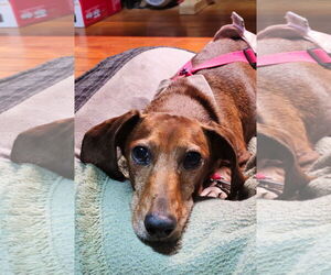 Dachshund Dogs for adoption in Shelbyville, TN, USA