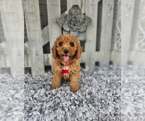 Poodle (Toy) Puppy for sale in INDIANAPOLIS, IN, USA