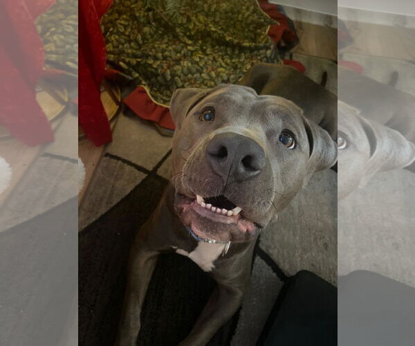 Medium Photo #2 American Staffordshire Terrier Puppy For Sale in Chandler, AZ, USA