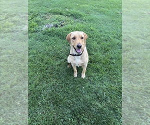 Father of the Labrador Retriever puppies born on 12/14/2025