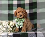 Small Photo #5 Goldendoodle (Miniature) Puppy For Sale in AIRVILLE, PA, USA