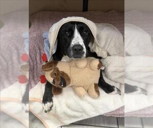 BRANDY - Female American Bulldog-Unknown Mix Dog for Adoption - Photo #2