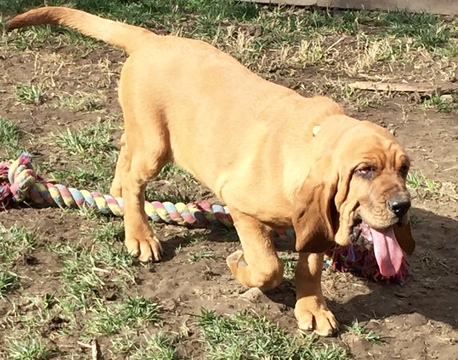 Medium Photo #1 Bloodhound Puppy For Sale in REDDING, CA, USA