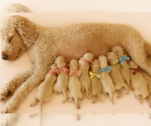 Goldendoodle Puppy for Sale in PHOENIX, Arizona USA