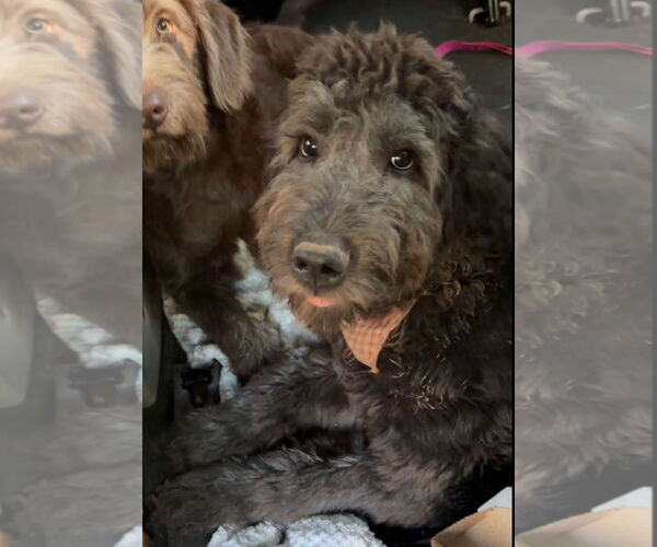 Medium Photo #5 Labradoodle Puppy For Sale in Harrison, AR, USA