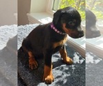 Puppy Raven Doberman Pinscher