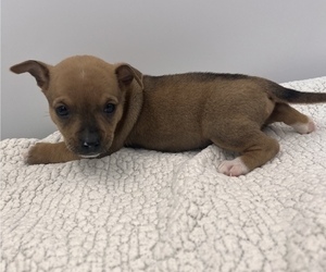 Chiweenie Puppy for Sale in SAINT AUGUSTINE, Florida USA