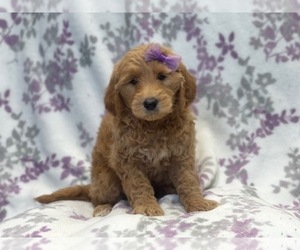 Goldendoodle Puppy for sale in LAKELAND, FL, USA