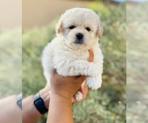 Pug Puppy for sale in CASA GRANDE, AZ, USA