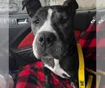 Small #29 American Staffordshire Terrier