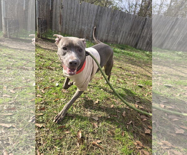 Medium Photo #1 Mutt Puppy For Sale in Jackson, MS, USA