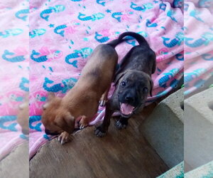 Parvati-good candidate for therapy pooch - Male Mutt Dog for Adoption - Photo #13