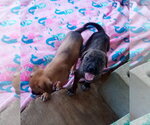Small Photo #13 Mutt Puppy For Sale in Apple Valley, CA, USA