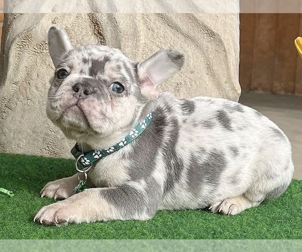 Medium Photo #2 French Bulldog Puppy For Sale in CLINTON, NJ, USA