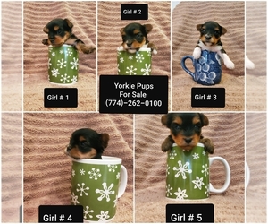 Yorkshire Terrier Puppy for sale in WEBSTER, MA, USA
