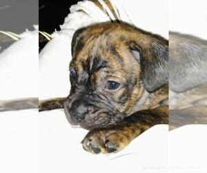 Cane Corso Puppy for sale in PHILADELPHIA, PA, USA