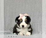 Small Miniature American Shepherd-Miniature Australian Shepherd Mix