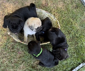 Pug Puppy for Sale in LITTLE ROCK, Arkansas USA