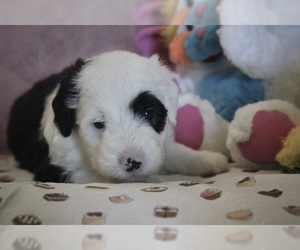 Old English Sheepdog Puppy for sale in FAIR GROVE, MO, USA