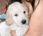 Small Photo #6 Goldendoodle Puppy For Sale in DAWSONVILLE, GA, USA