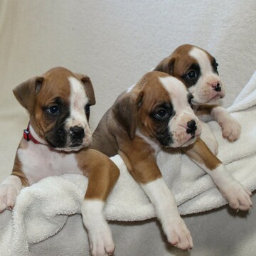 Medium Photo #6 Boxer Puppy For Sale in SINKING SPRING, PA, USA