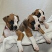 Small Photo #6 Boxer Puppy For Sale in SINKING SPRING, PA, USA