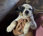 Small #6 Australian Cattle Dog