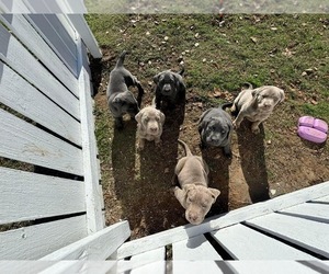 Labrador Retriever Litter for sale in DUNCAN, OK, USA