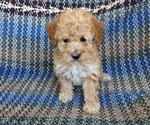 Puppy 2 Poodle (Miniature)