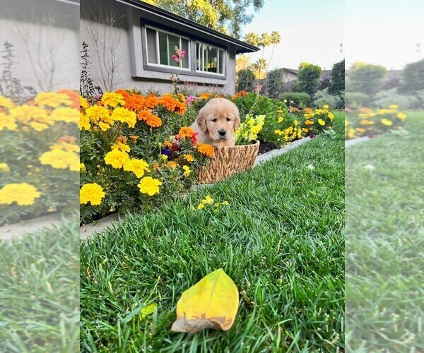 Medium Photo #1 Golden Retriever Puppy For Sale in LA HABRA, CA, USA